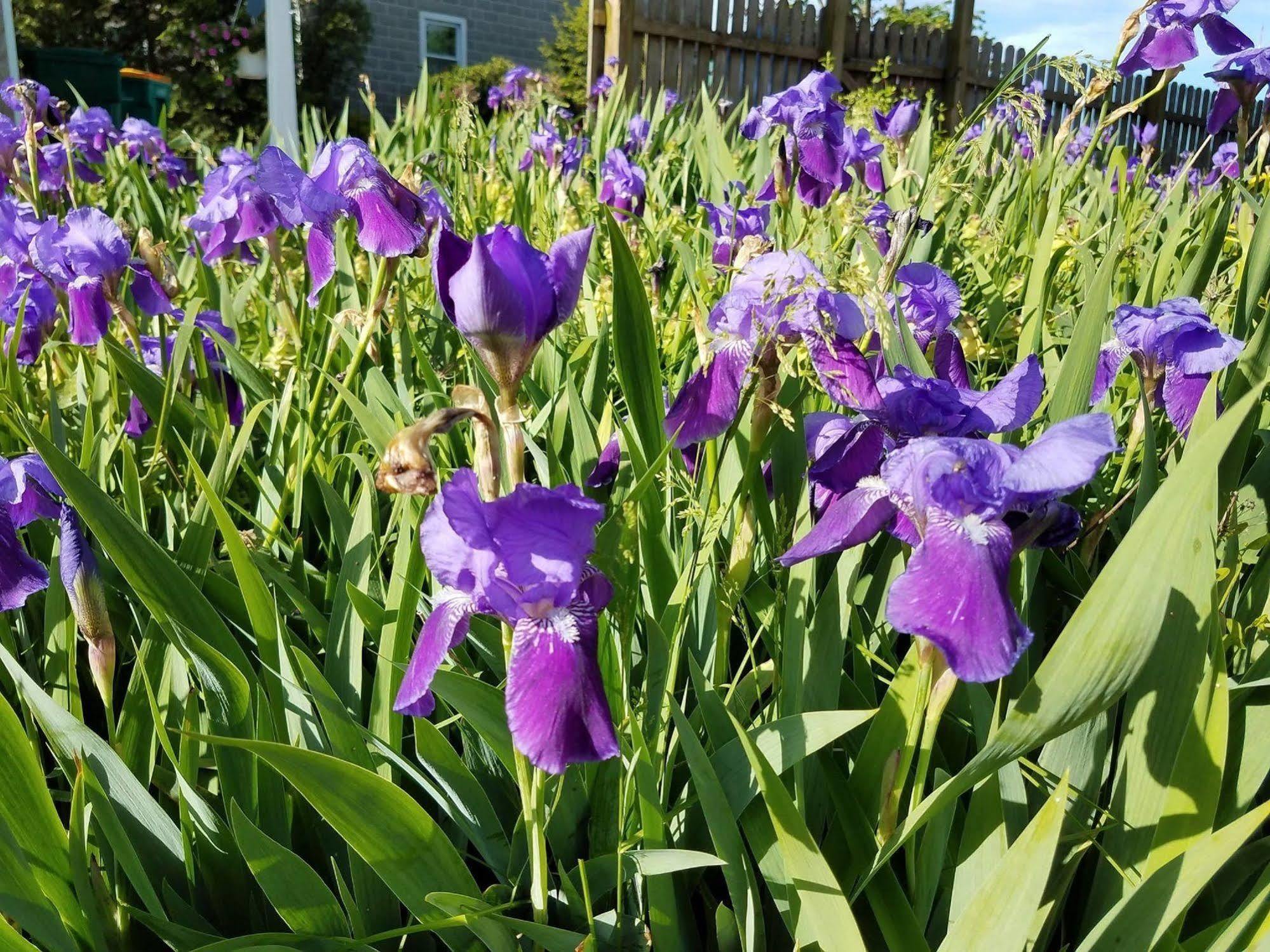 Gordonville Osceola Mill House Bed And Breakfast (Adults Only) מראה חיצוני תמונה